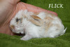 Flick conejo en adopción