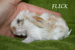 Flick conejo en adopción