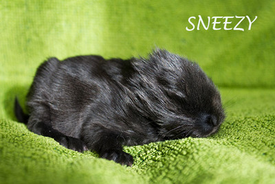 Sneezy conejo en adopción