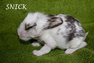 Snick conejo en adopción