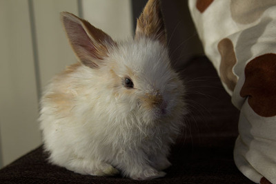 Klock conejo en adopción