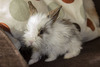 Snick conejo en adopción