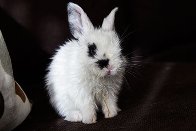Biddy conejo en adopción