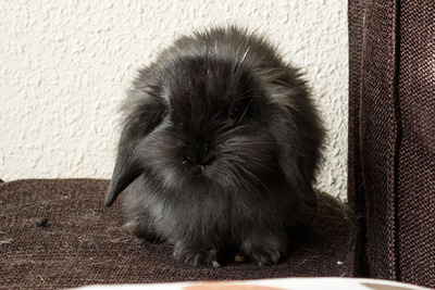 Sneezy conejo en adopción