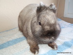 Adopción conejo Blind