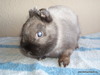 Adopta conejo Blind