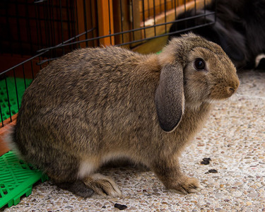 Beith conejo en adopción