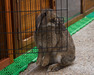 Beith conejo en adopción