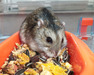 Mazinger, hamster en adopción