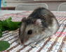 Mazinger, hamster en adopción