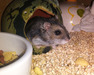 Pin, hamster en adopción