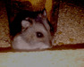 Pin, hamster en adopción
