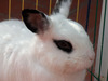 Kasandra conejo en adopción