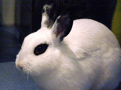 Kasandra conejo en adopción
