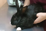 Latoya conejo en adopción