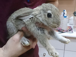 Morot conejo en adopción