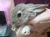 Morot conejo en adopción
