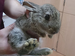 Squash conejo en adopción
