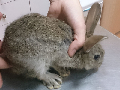 Squash conejo en adopción