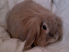 Beka, conejo en adopción
