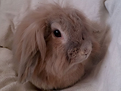 Beka, conejo en adopción