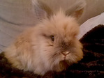 Chai, conejo en adopción