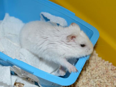 Patton, hamster en adopción