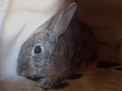 Jiza, conejo en adopción