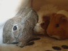Jiza, conejo en adopción
