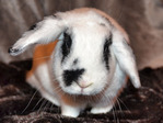 Biddy, conejo en adopción