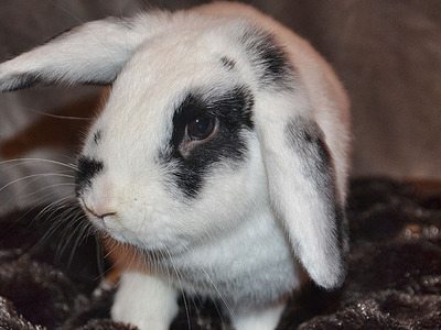 Biddy, conejo en adopción