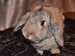 Beith, conejo en adopción