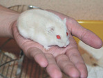 Nim, hamster en adopción