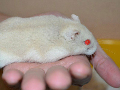 Nim, hamster en adopción