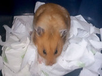 Flora, hamster en adopción