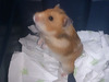 Flora, hamster en adopción