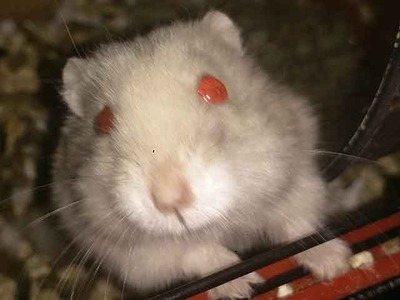 Pita, hamster en adopción