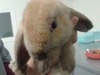 Westley, conejo en adopción