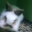 Gummi conejo en adopción