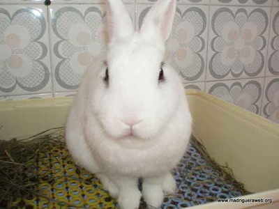 Heraclio conejo en adopción