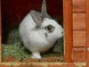 Vinca conejo en adopción