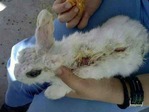 Heman conejo en adopcion