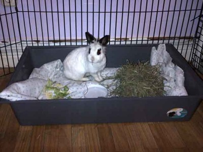 Naira conejo en adopción