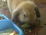 Westley conejo en adopción