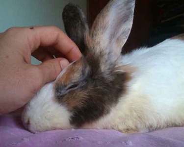 Emil, conejo en adopción