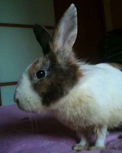 Emil, conejo en adopción