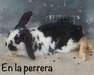 Sacarino conejo en adopción