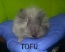 Tofu cobaya en adopción