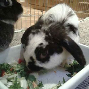 Sacarino conejo en adopción