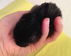 Tizona conejo en adopción